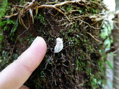 Coelostomidia wairoensis