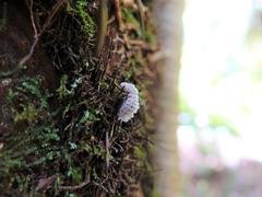 Coelostomidia wairoensis