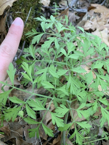 iNaturalist observation photo of Chervils, Carrots, Hedgeparsleys and Allies
