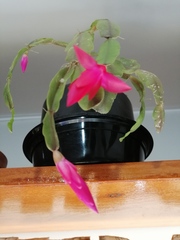Schlumbergera buckleyi