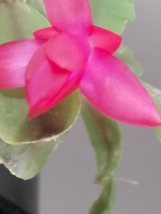 Schlumbergera buckleyi