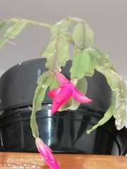 Schlumbergera buckleyi
