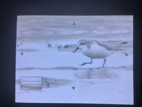 Spoon-billed Sandpiper