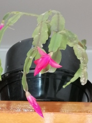 Schlumbergera buckleyi