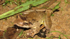 Scinax rostratus