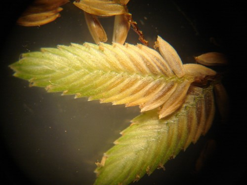 Cyperus virens