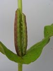 Forbes' Sallow photo 2