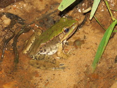 Lithobates palmipes
