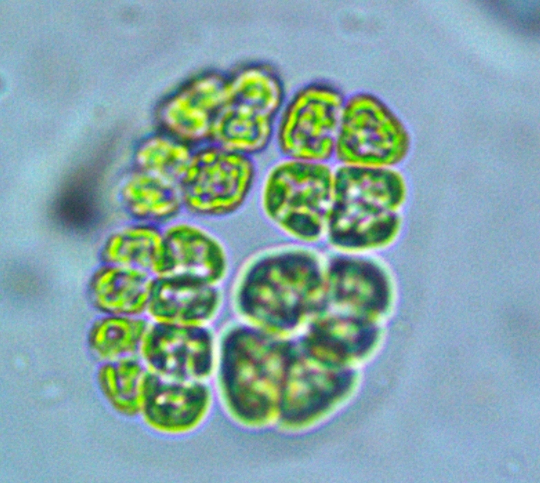 Coccomyxaceae