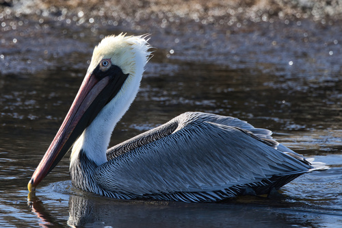 Brown Pelican photographed in Louisiana