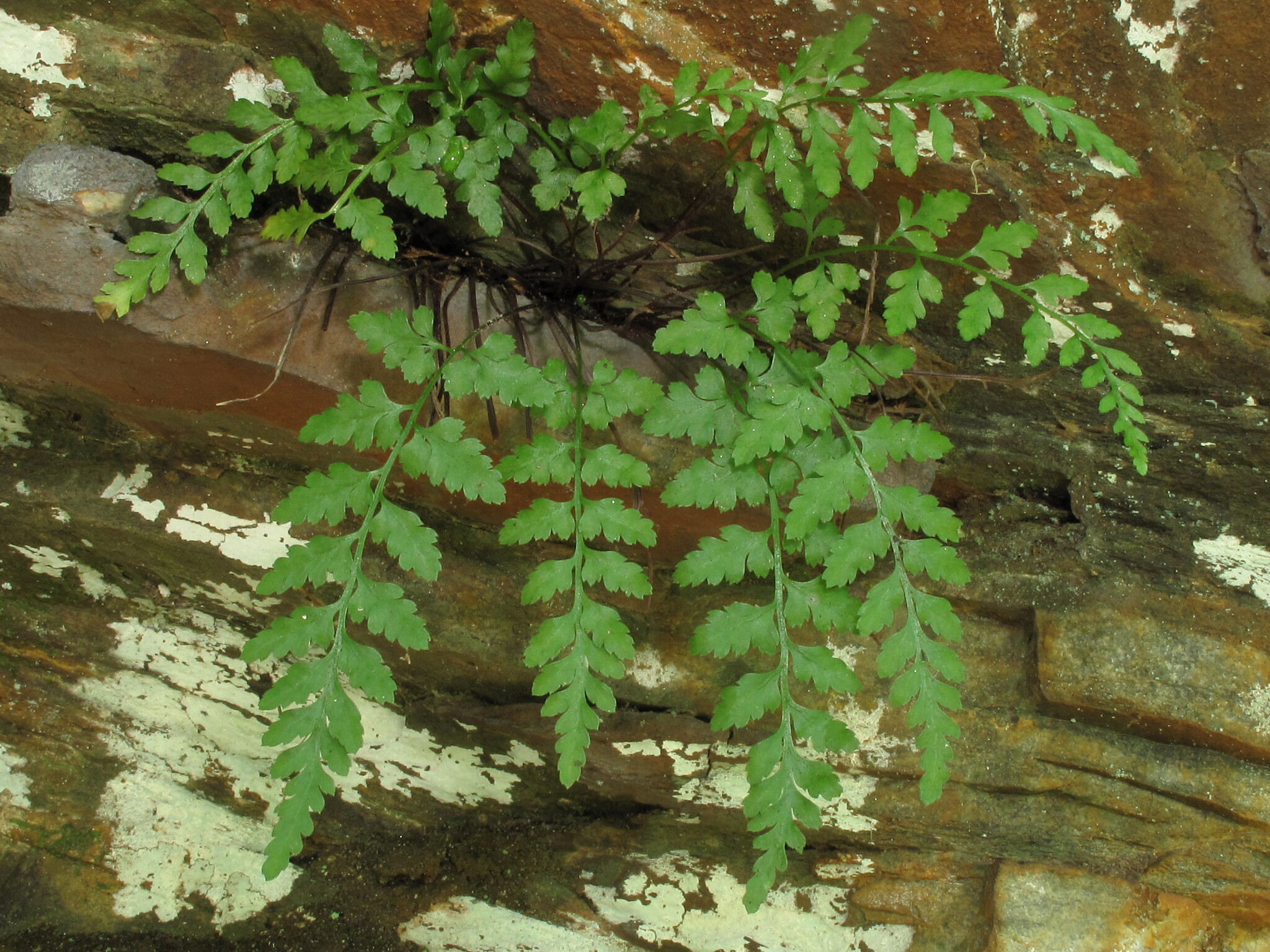 Asplenium X wherryi