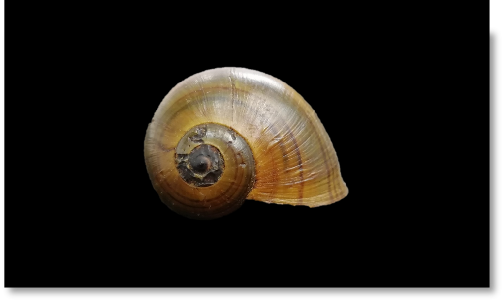 Pomacea catemacensis