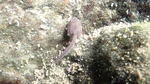 Glandirana rugosa observed 2025-08-11