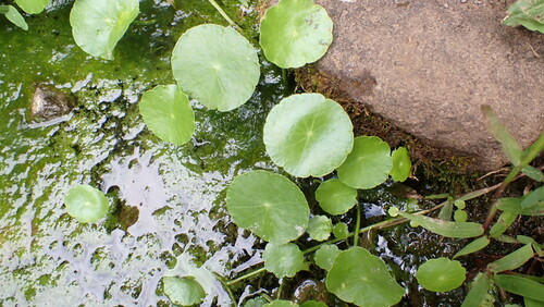 Hydrocotyle verticillata observed 2025-08-11