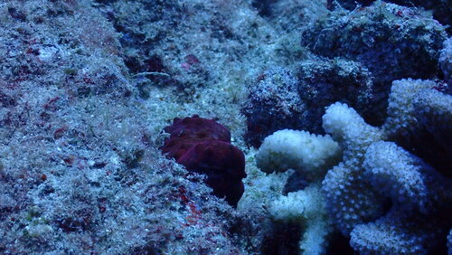 Octopus cyanea observed 2025-08-13