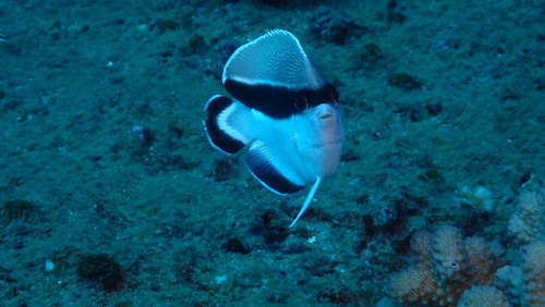 Apolemichthys, 2025-08-13