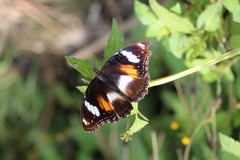 Hypolimnas bolina bolina