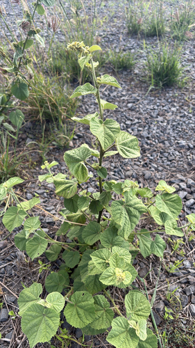 Sida cordifolia observed 2026-02-05