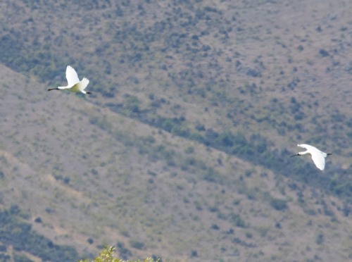 Royal Spoonbill