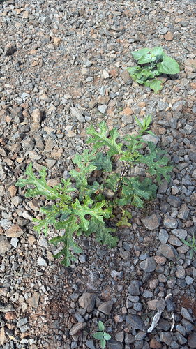 Solanum linnaeanum observed 2026-02-05