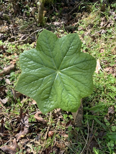 Dysosma pleiantha (Hance) Woodson
