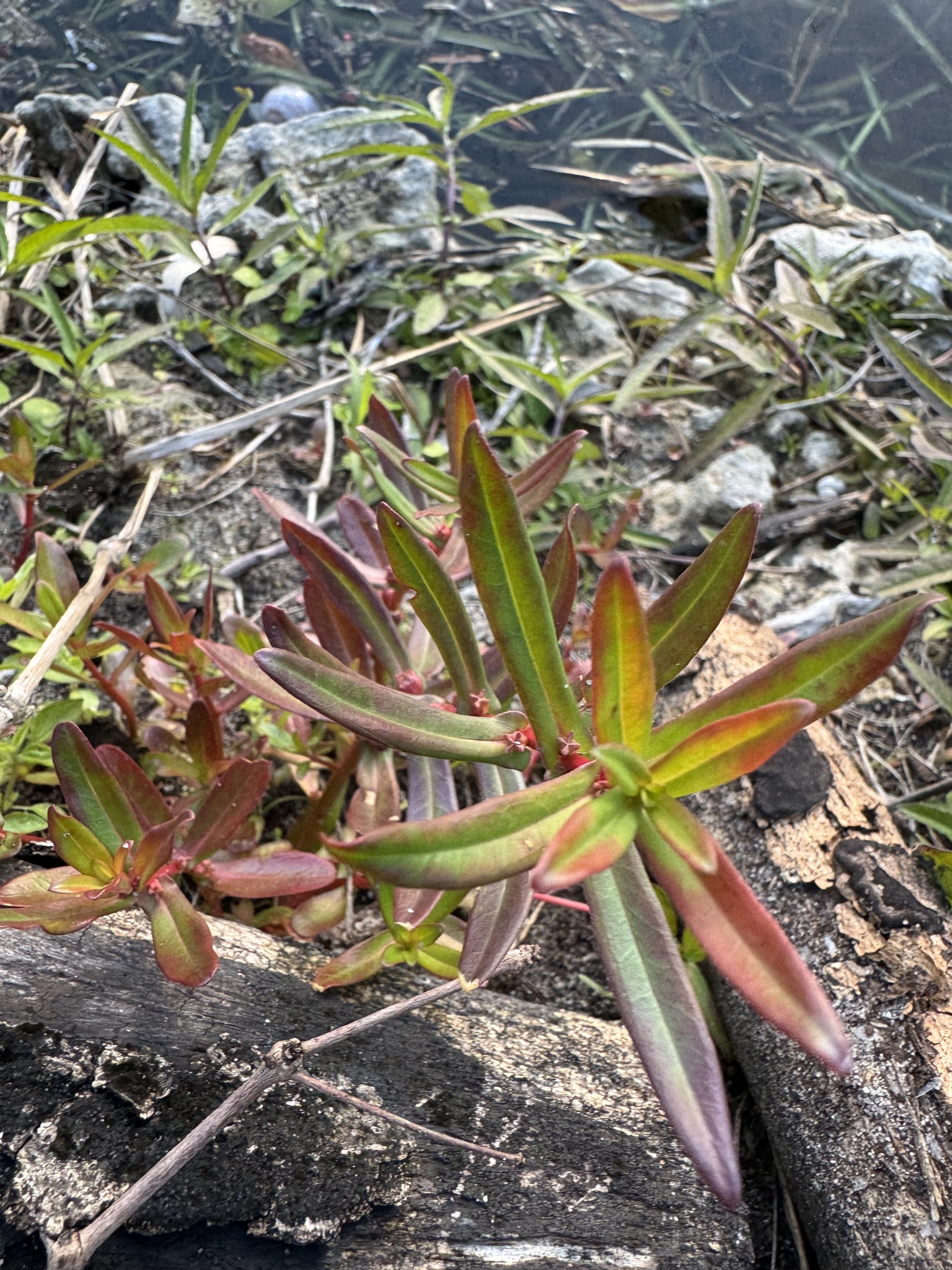 Pink Redstem (Ammannia latifolia)