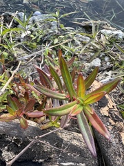 Pink Redstem (Ammannia latifolia)