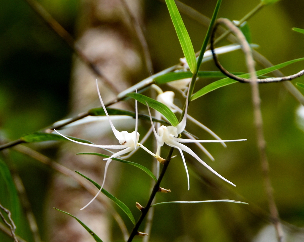 Dendrobium camaridiorum Rchb.f. 2