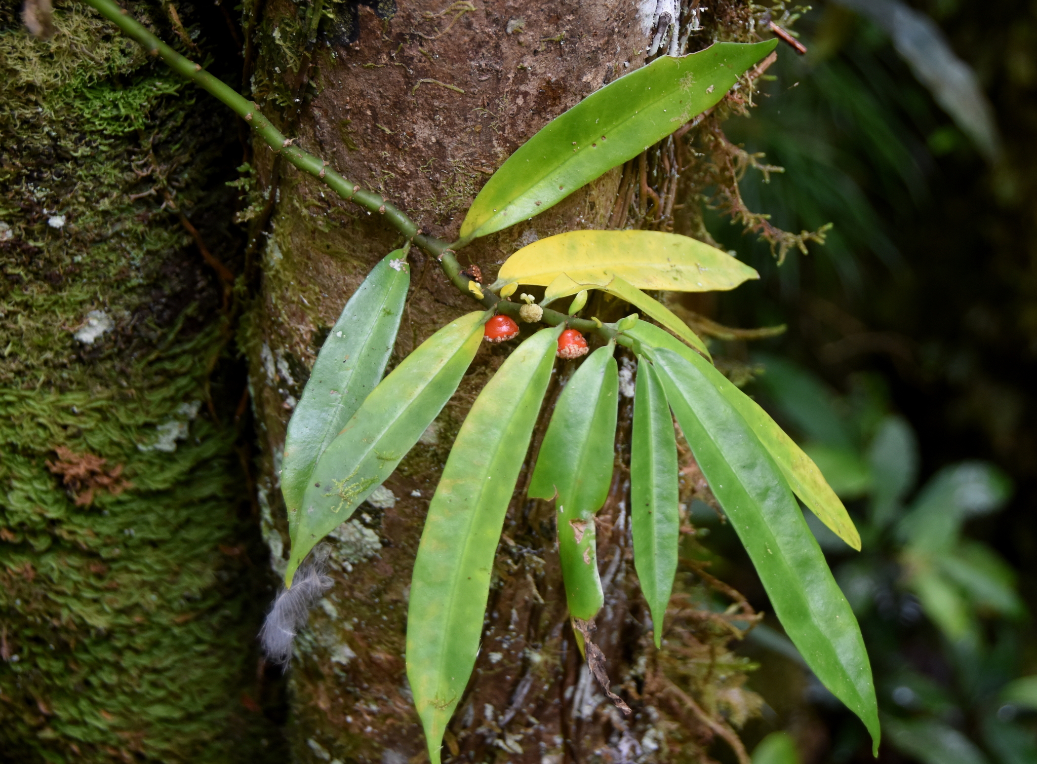Imagem de Procris pedunculata