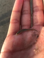 Bandedtail Goby photo 2