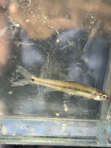 Taillight shiner (Notropis maculatus) — Cyprinidae