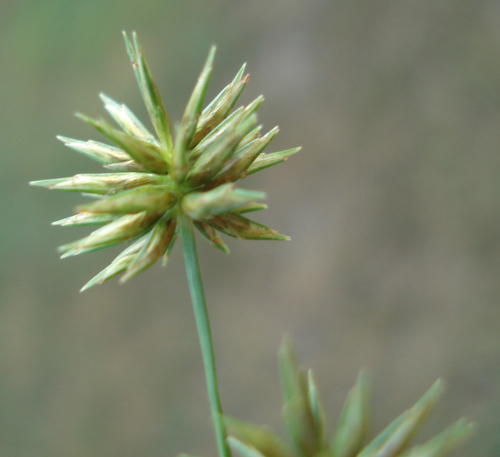 Cyperus croceus