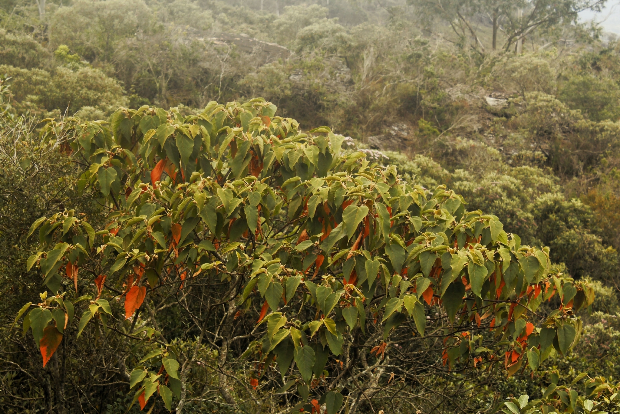 Croton Urucurana (Croton urucurana)