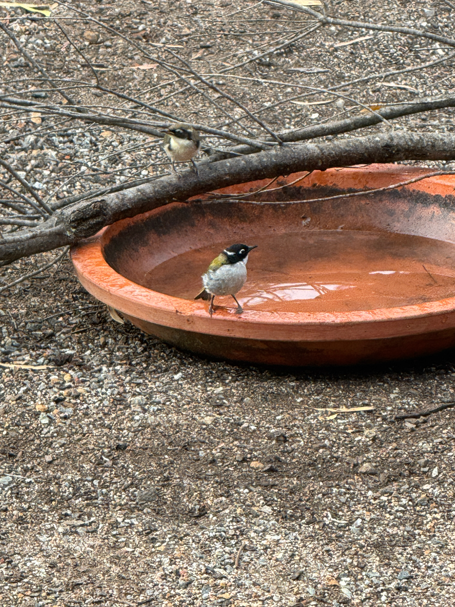 Gilbert's Honeyeater (Melithreptus chloropsis), photo 2