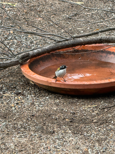 Gilbert's Honeyeater (Melithreptus chloropsis)