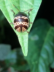 Platyphora fulvicornis