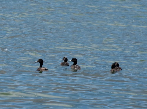 New Zealand Scaup