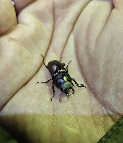 Falcicornis taibaishanensis