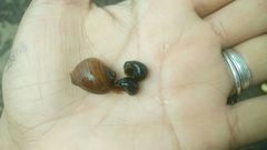 Pomacea catemacensis