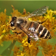 Apis cerana japonica