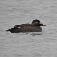 White-Winged Scoter photo 6