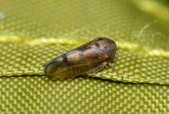 Pediopsoides distinctus