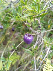 Billardiera longiflora