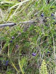 Billardiera longiflora
