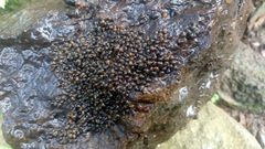 Pomacea catemacensis