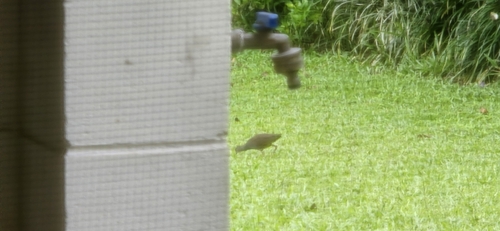 Plain Bush-hen (Amaurornis olivacea), photo 3