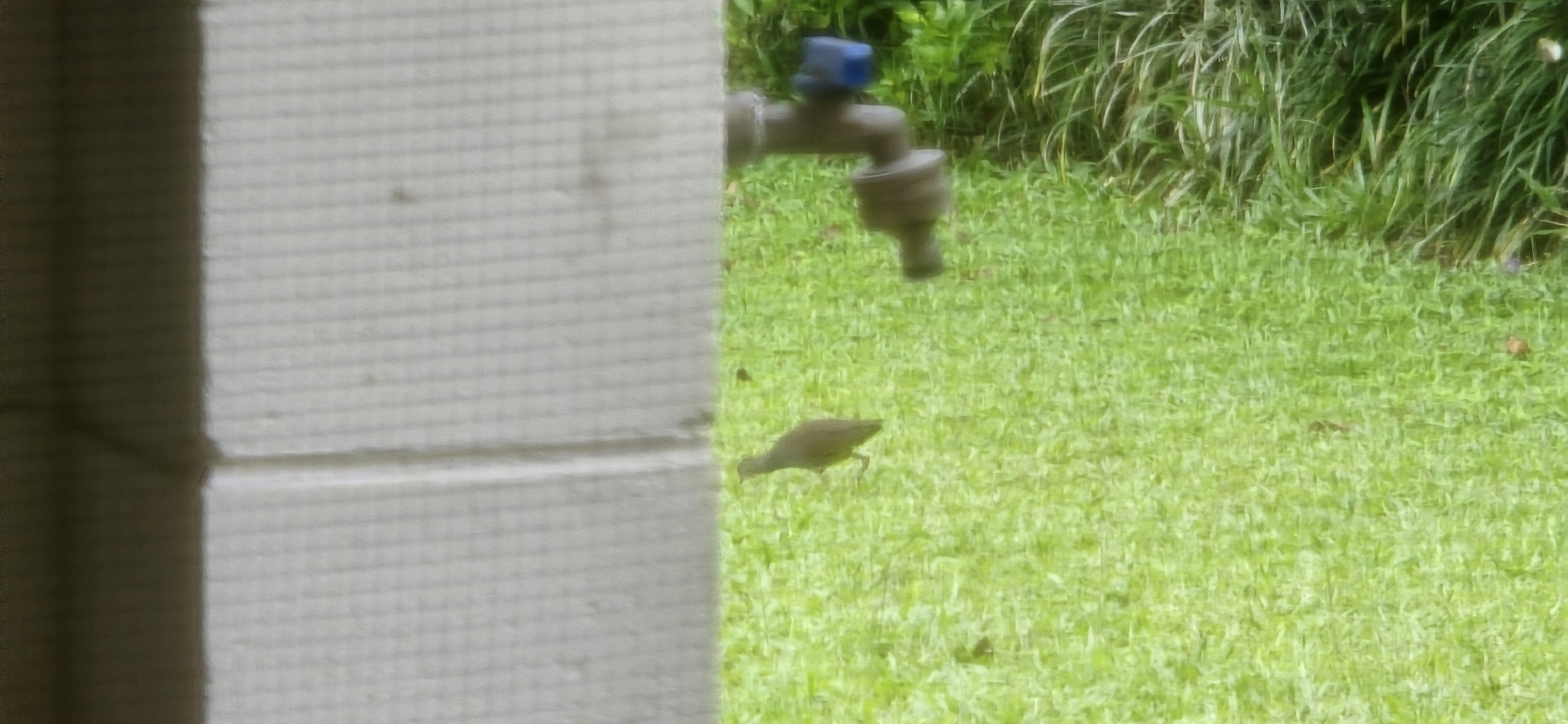 Plain Bush-hen (Amaurornis olivacea), photo 3