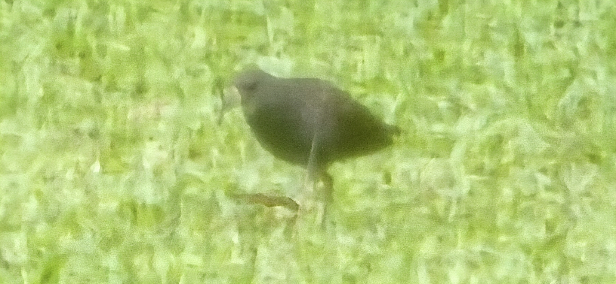 Plain Bush-hen (Amaurornis olivacea), photo 4