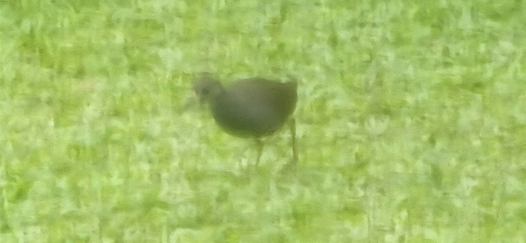 Plain Bush-hen (Amaurornis olivacea), photo 9
