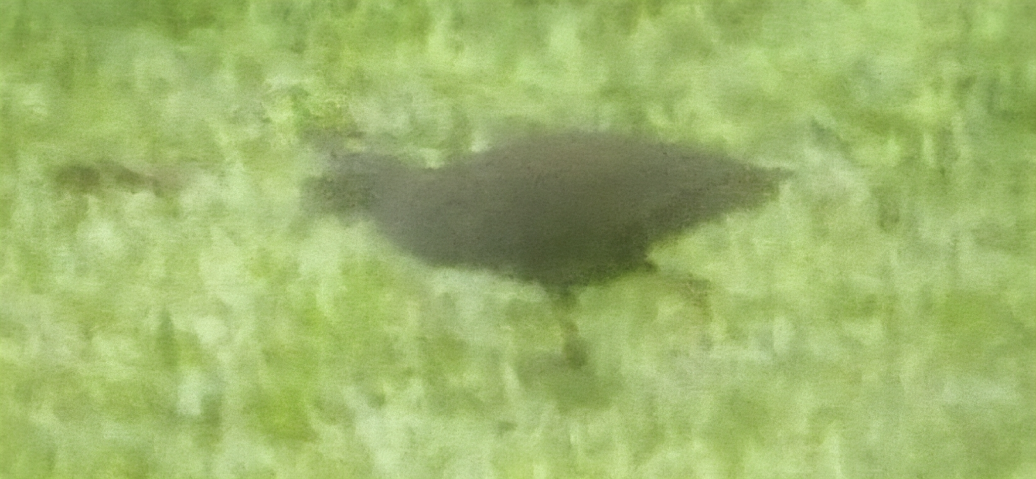 Plain Bush-hen (Amaurornis olivacea), photo 10